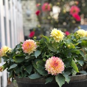 Meet your Posher, Melissa